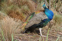 Peacock at Launceston